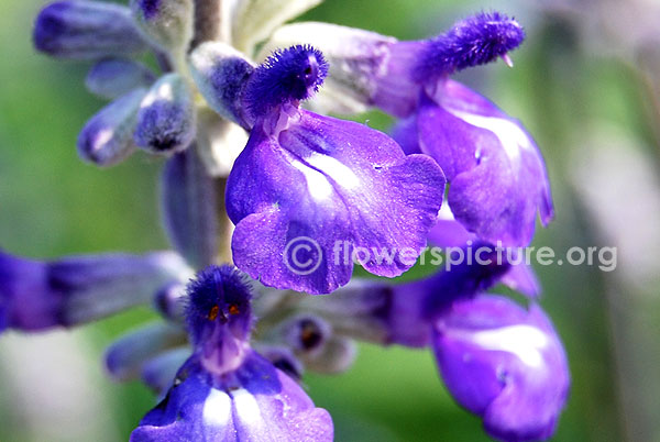 Garden sage