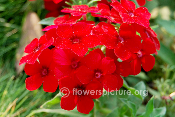 Garden Phlox