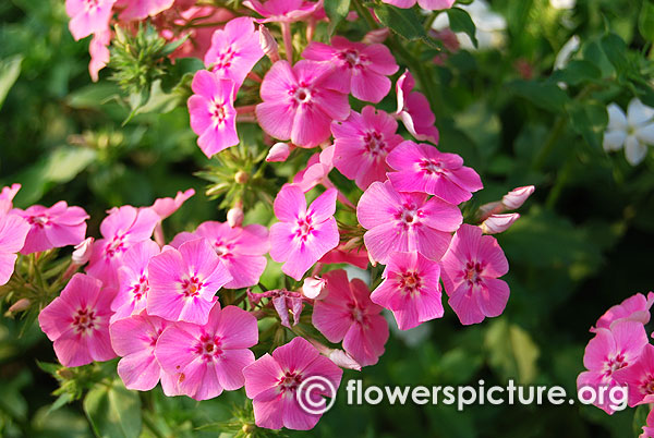 garden phlox pink