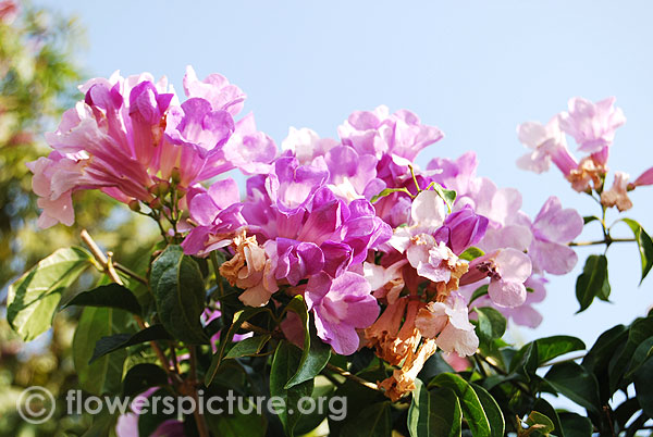 Garlic vine