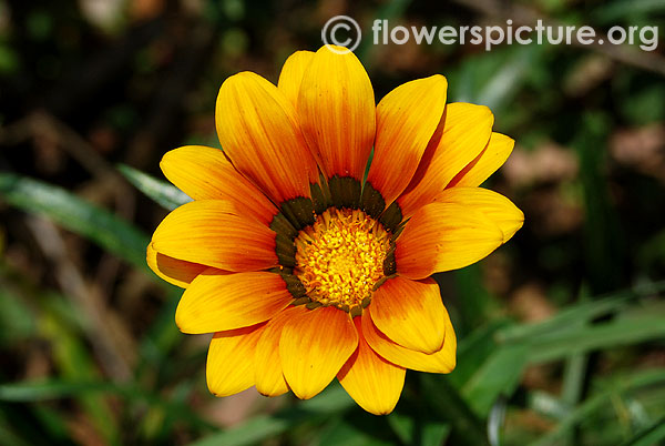 Gazania linearis