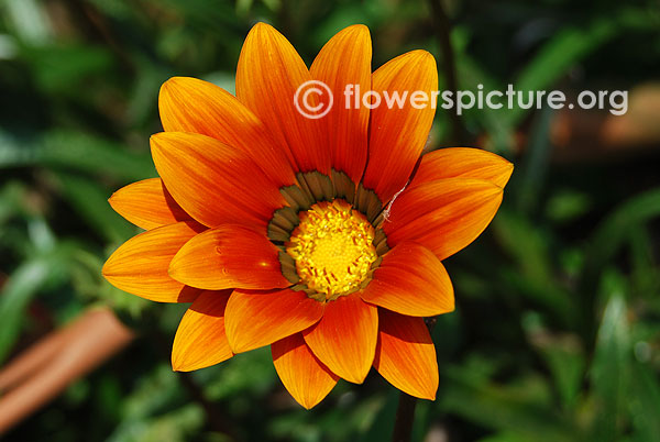 gazania rigens gazoo