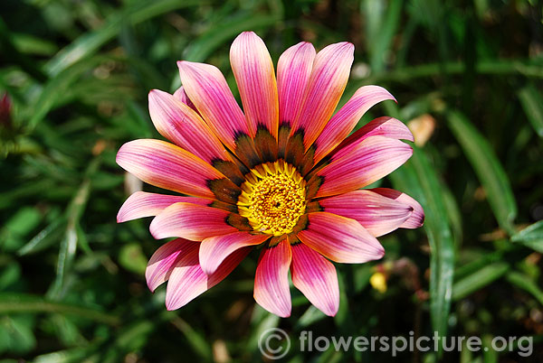 Gazania splendens kiss rose