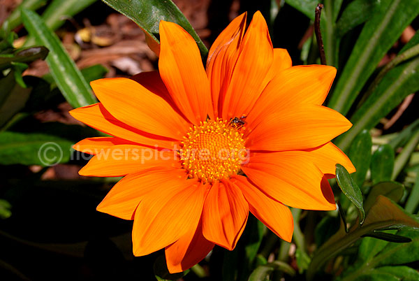 gazania orange