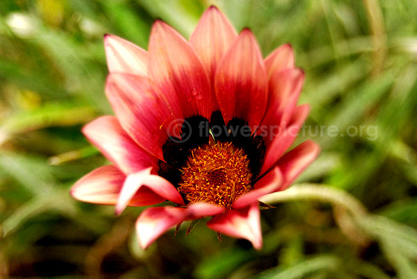 Gazania Pink