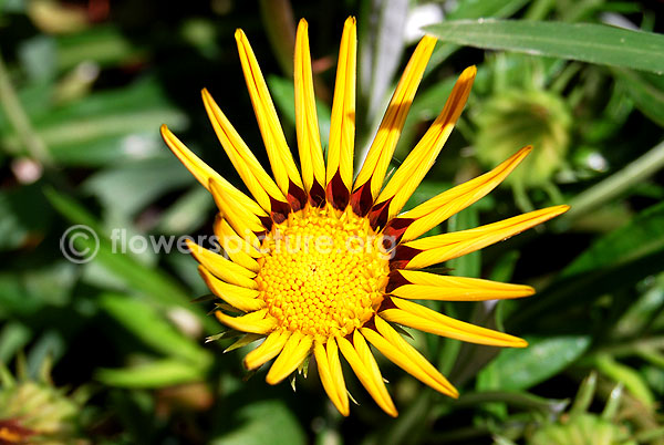 gazania rigens