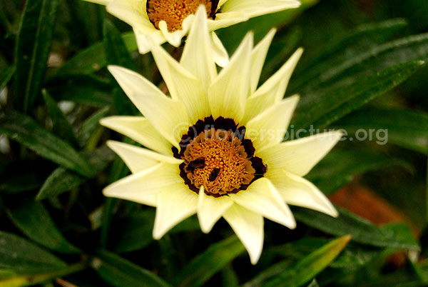 gazania white