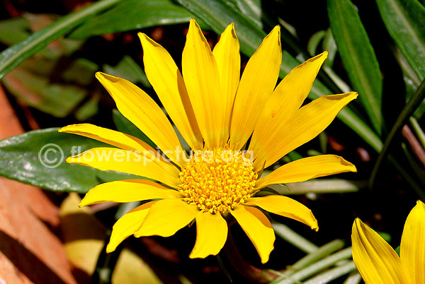 gazania yellow