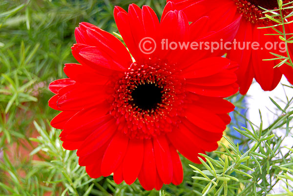 Gerbera Red