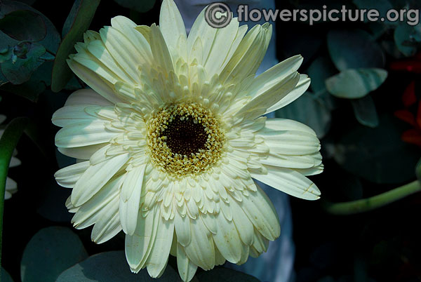 Gerbera White