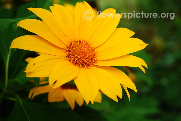 Giant mexican sunflower