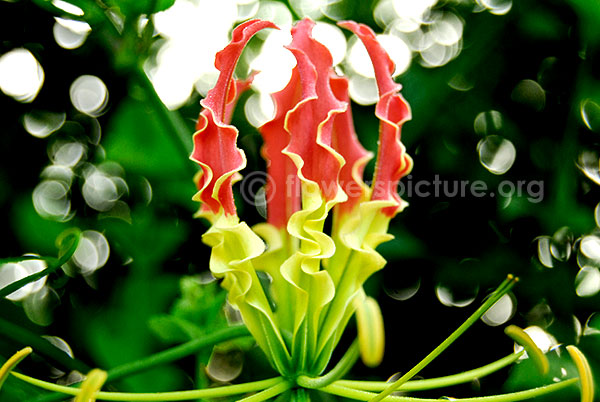 gloriosa superba