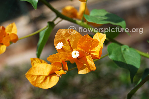 Gold bougainvillea