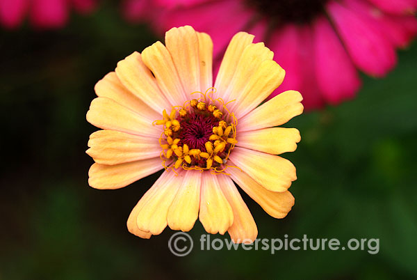 Gold zinnia