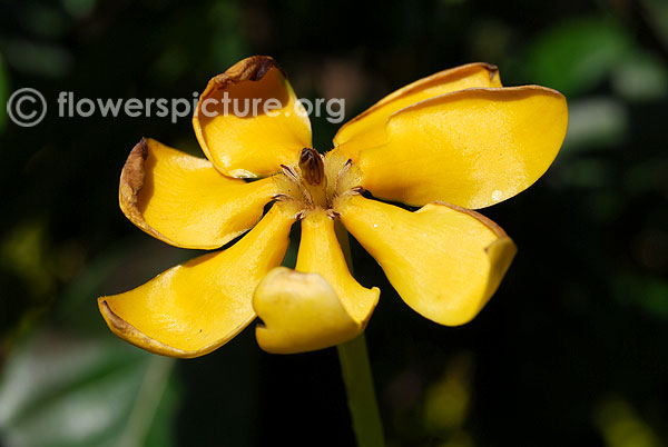 Golden gardenia