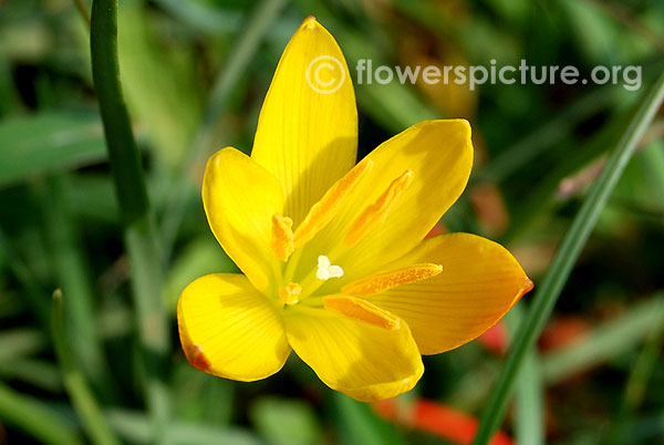 Golden star grass