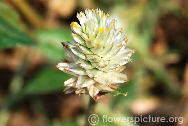 Gomphrena serrata