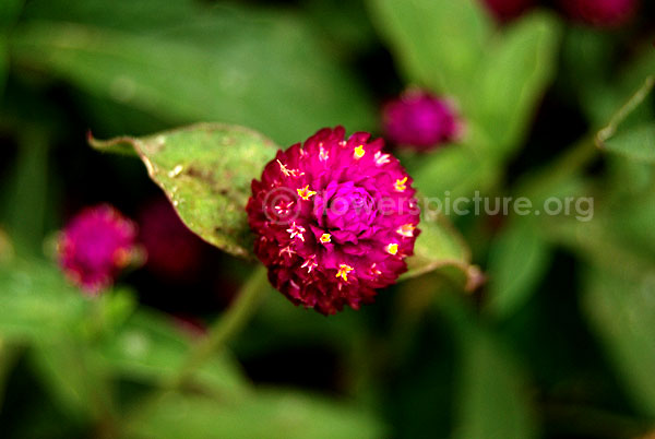 Gomphrena Globosa