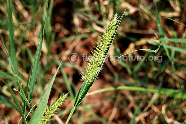 Green foxtail