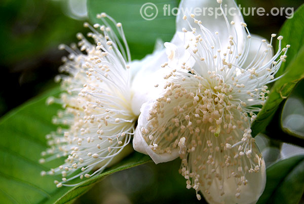 Guava flower