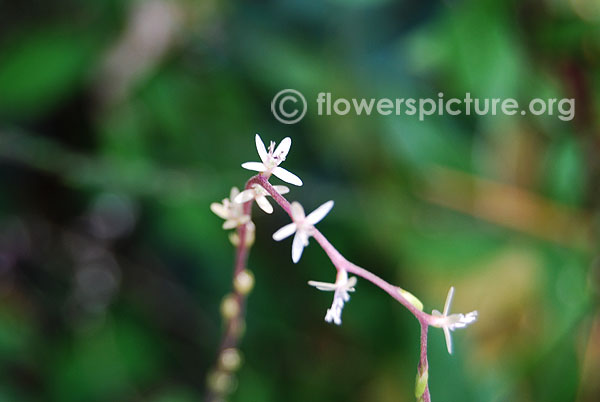 Guinea henweed