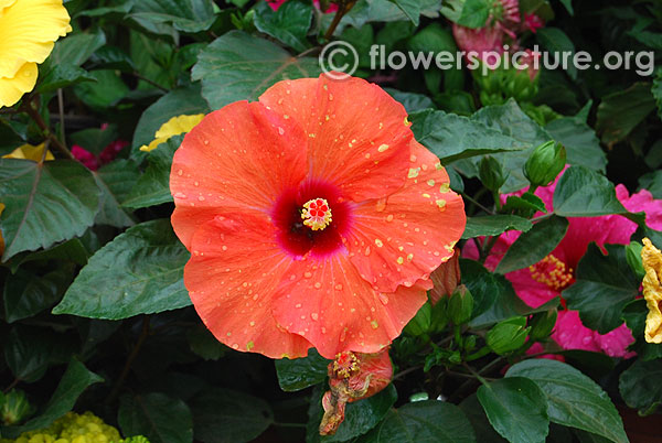 Hawaiian hibiscus