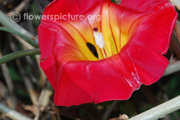 Hawaiian sunset vine