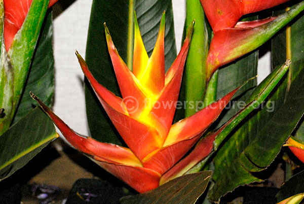 Heliconia stricta