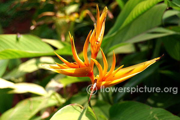 Heliconia Psittacorum