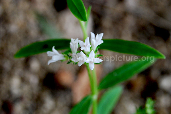 Heliotropium strigosum