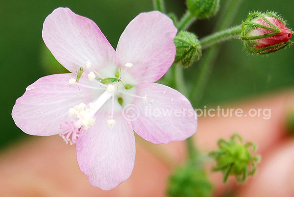 Hibiscus lobatus