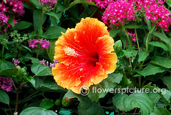 Hibiscus rosa sinensis cosmic dancer