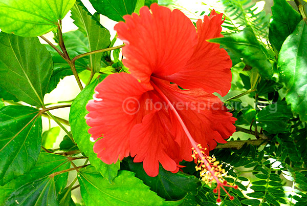 Hibiscus