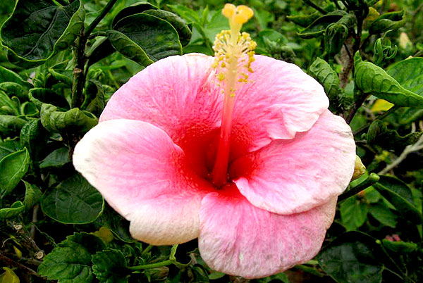 hibiscus rosa sinensis red white