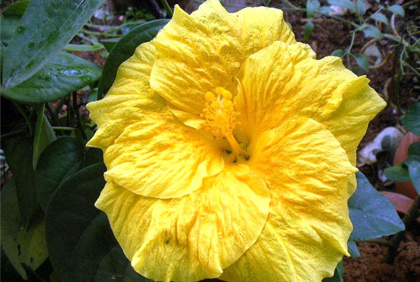 hibiscus rosa sinensis yellow