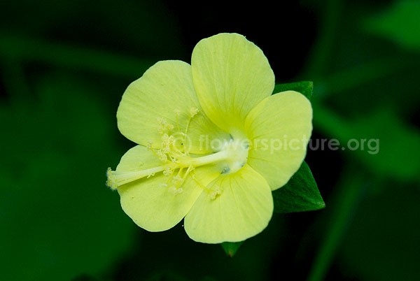 Hibiscus surattensis