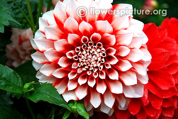 hilltop stella dahlia