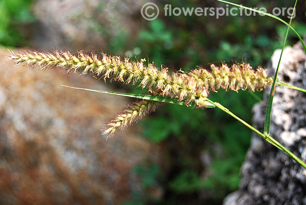 Himalayan fountain grass