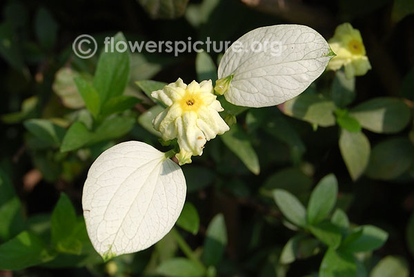 Himalayan mussaenda