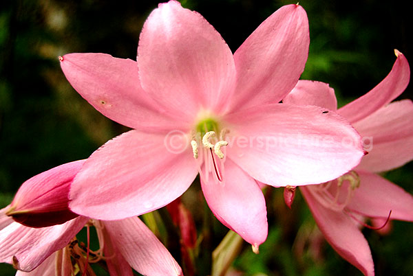 Hippeastrum pink