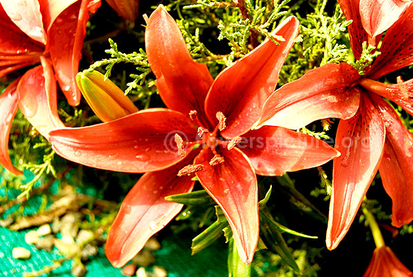 hippeastrum red