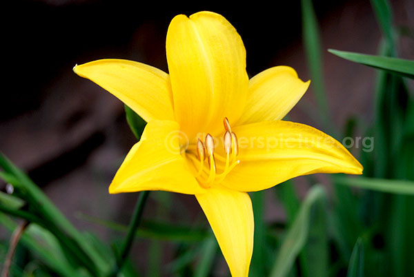 Hippeastrum Yellow