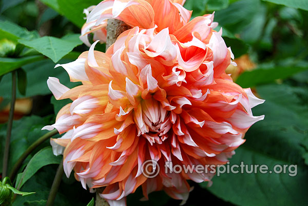 Holland festival dahlia