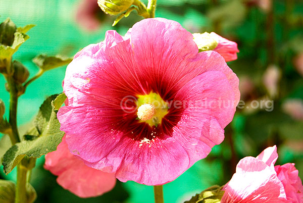 hollyhock pink