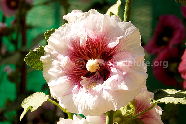 hollyhock white