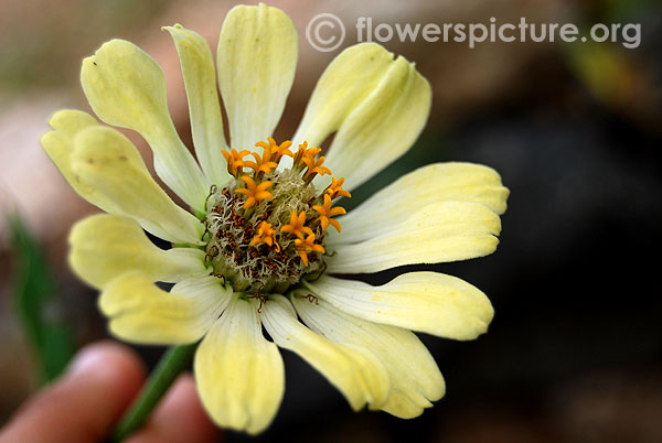 Honeydew zinnia