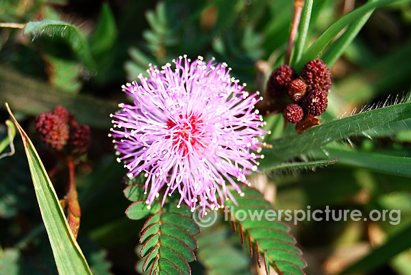 Hooked mimosa