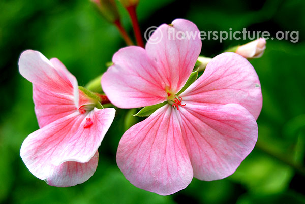 Horseshoe geranium