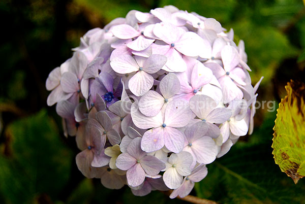 Hydrangea macrophylla