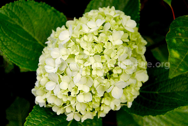 Hydrangea white